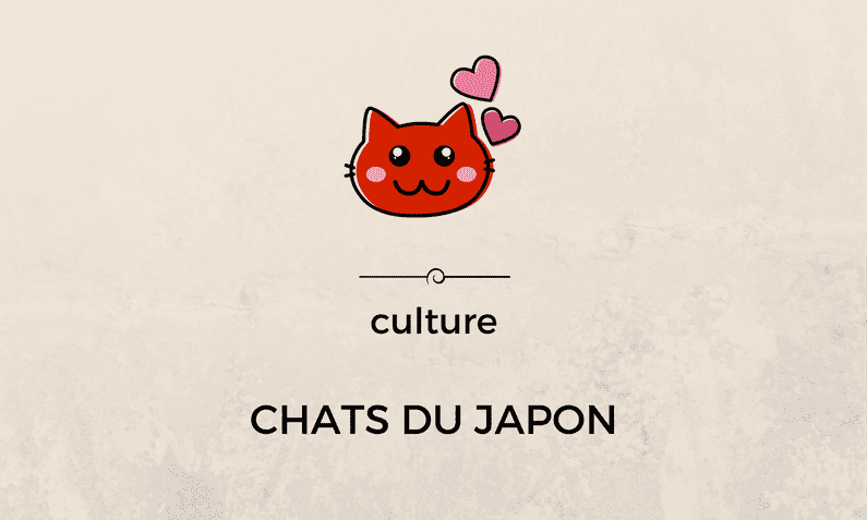 Vous aimez les chats ? Dirigez-vous vers le Japon.